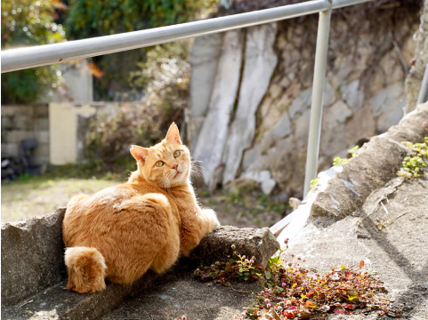 振り向いたねこ